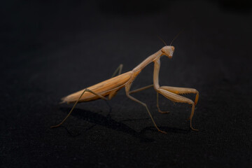 Yellow mantis close-up on a black fabric background, in profile