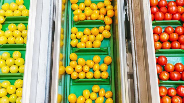 Fresh small cherry tomatoes on a moving green conveyor belt in a Dutch greenhouse ready for further processing