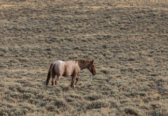 Beautiful Wild Horse Stallion in the Red Desert Wyoming