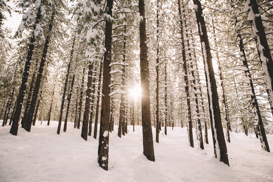 Soft Light Peeks Through Trees in a Snowy Wooded Scene.