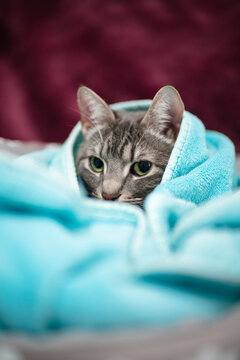 Cute Young Cat Covered In A Light Blue Blanket With Purple Background