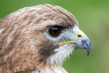 red tailed hawk head