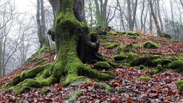 Wald mit moosbewachsener Baumwurzel, Herbstwald