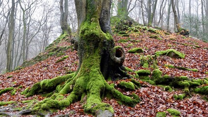 Fototapeta na wymiar Wald mit moosbewachsener Baumwurzel, Herbstwald