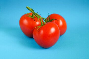 a green sprig consisting of three round tomatoes on a blue background side view