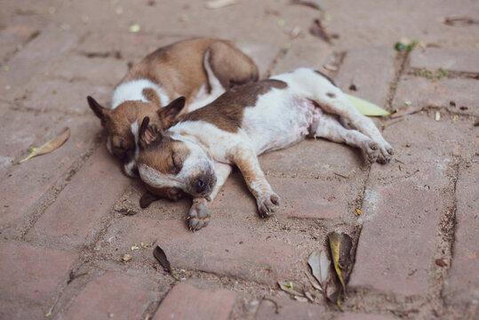 Two cute spotted puppies lay together on pavement sleeping