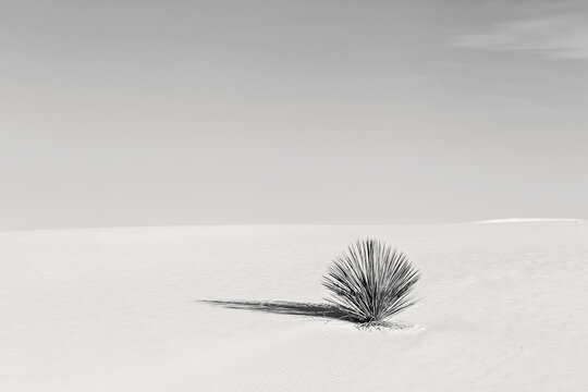 black and white of lone cactus in sand desert dune, minimalist.