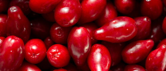 A lot of bright red dogwood fruits. 