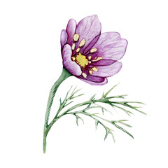Anemone flower, red bud. Hand watercolor illustration isolated on white background. Design for wedding printed matter, invitation, congratulations, clipart, postcard, birthday