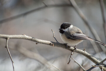 Chickadee on branch