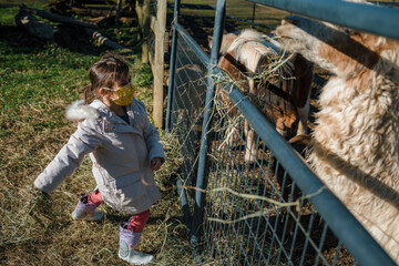 Young child girl feeding farm animals pony and alpaca