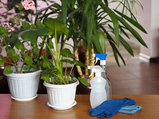 Plant care attributes and keeping the room clean. Rubber gloves and water bottles on the background of home plants.Cleaning in a private house.