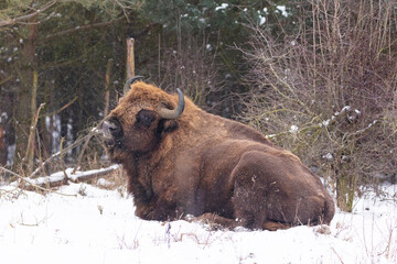European bison in the beautiful white forest during winter time © photocech