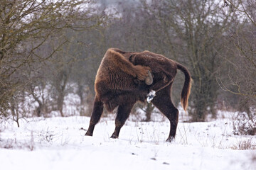 European bison in the beautiful white forest during winter time