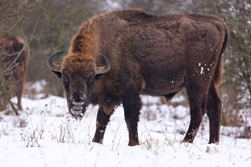 European bison in the beautiful white forest during winter time © photocech
