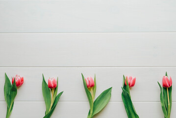 Beautiful fresh pink tulips in bloom on white wooden background, top view. Copy space for text.