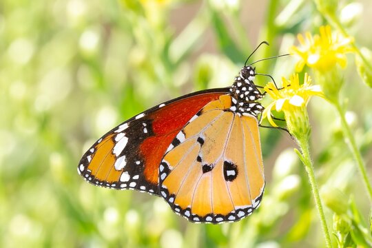 Danaus chrysippus, plain tiger, butterfly taking pollen from the yellow flower