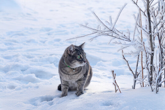 Beautiful, frightened, gray cat on the white snow next to the branches covered with frost. Concept of lost pet or stray animal.
