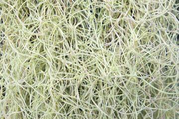 Abstract photo of natural root of aquatic trees