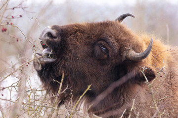 European bison in the beautiful white forest during winter time © photocech