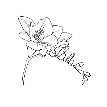 281 Freesia Tattoo Images Stock Photos  Vectors  Shutterstock