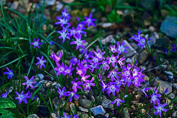 Flowering Chionodoxa luciliae in close up
