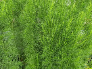 The bright green leaves look like dill. There is a name called Common wormwood or Dogfennel scientific name Eupatorium capillifolium. It is a mild aromatic herb that is edible and can grown in garden
