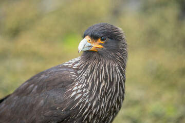 The striated caracara (Phalcoboenus australis) is a bird of prey of the family Falconidae.