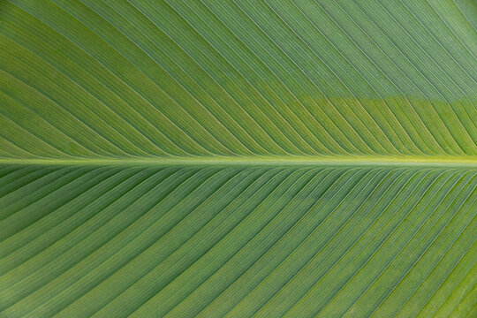 Closeup Green banana leaf texture, Abstract Banana leaf background
