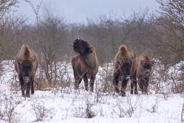 European bison in the beautiful white forest during winter time © photocech