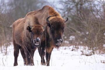 European bison in the beautiful white forest during winter time © photocech