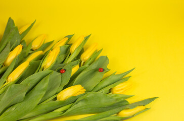 Yellow tulips. Bouquet on a yellow background. postcard on March 8, mother's day, birthday. space for the text.