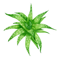 Watercolor aloe vera plant. Hand painted green succulent medicinal herb isolated on white background. Botanical illustration for cosmetics, package, decoration.