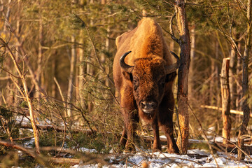 European bison in the beautiful white forest during winter time © photocech