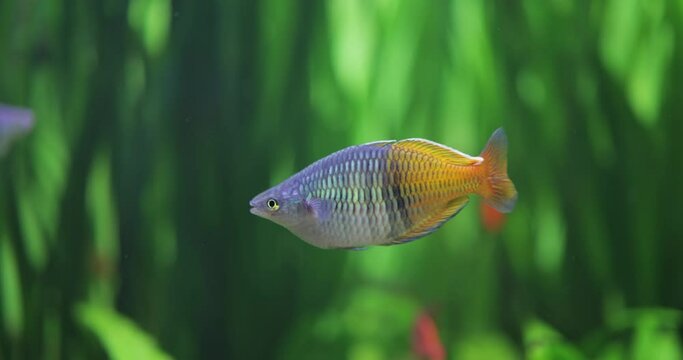 Boesemani rainbowfish (Melanotaenia boesemani), is a species of fish in the family Melanotaeniidae.