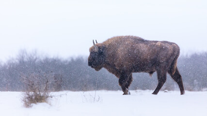 European bison in the beautiful white forest during winter time