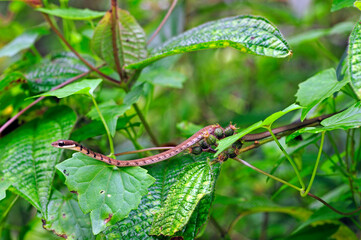 Striped bronzeback // gestreifte Bronzenatter (Dendrelaphis caudolineolatus) - Sri Lanka