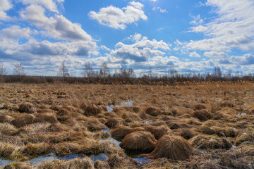 A spring forest landscape with tussocks of tall grass that have just thawed after winter, water...