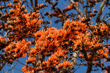 Flame of the forest, Butea monosperma O.Ktze, Leguminosae-Papilionoideae