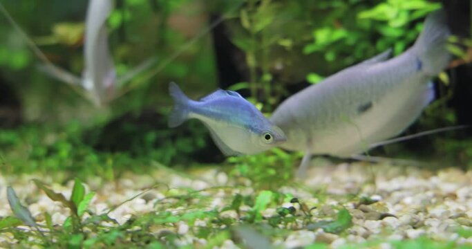 Lake Kutubu rainbowfish (Melanotaenia lacustris) is a species of fish in the family Melanotaeniidae.