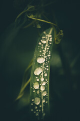 A group of Drops in leaf 