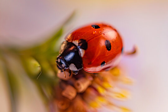 ladybird on a flower