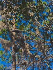 HDR photo of an Arborist cutting trees in a forest 6