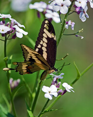 butterfly on flowers