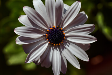 Fototapeta premium Close-up of a beautiful daisy with purple pistil and white petals, on a green background