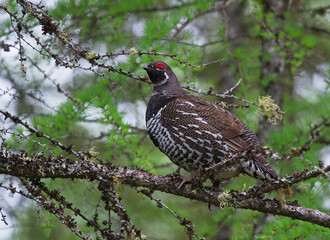 Male Spruce Grouse in a tree