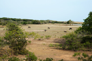 Fototapeta na wymiar Green landscape of a meadow with a lake and many water buffalos at Minneriya National Park, Sri Lanka
