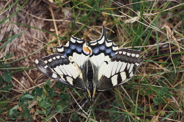 Schwalbenschwanz (Papilio machaon). Südtirol. Der Schmetterling hat mehrere Angriffe von Raubtieren überlebt. Das zeigen seine Verletzungen.