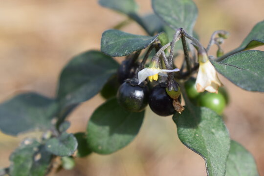 European black nightshade (Solanum nigrum) with fruits