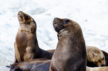 Obraz premium group of seals in the sun on the rocks of the coast of Patagonia Argentina